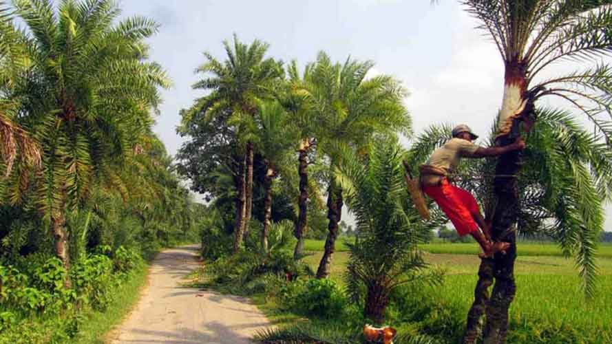 খেজুরগাছ খেজুরগাছ
