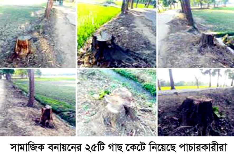 চুনারুঘাটে সামাজিক বনায়নের ২৫টি গাছ কেটে নিয়েছে পাচারকারীরা চুনারুঘাটে সামাজিক বনায়নের ২৫টি গাছ কেটে নিয়েছে পাচারকারীরা