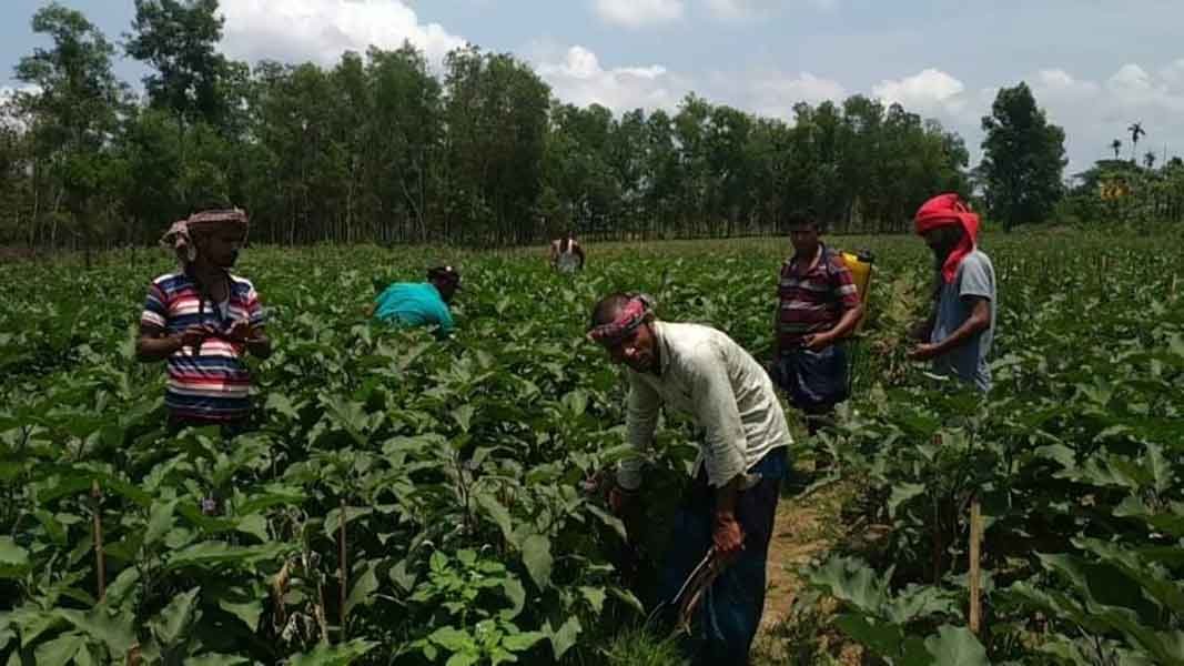 করোনার প্রভাবে মাধবপুরে সবজি চাষিরা দিশেহারা করোনার প্রভাবে মাধবপুরে সবজি চাষিরা দিশেহারা