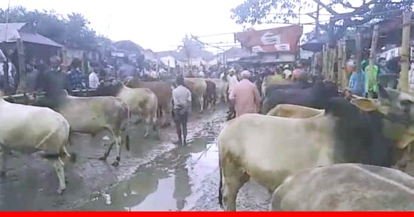 প্রায় ক্রেতাশূন্য পশুর হাট, দুশ্চিন্তায় হবিগঞ্জের বিক্রেতারা প্রায় ক্রেতাশূন্য পশুর হাট, দুশ্চিন্তায় হবিগঞ্জের বিক্রেতারা