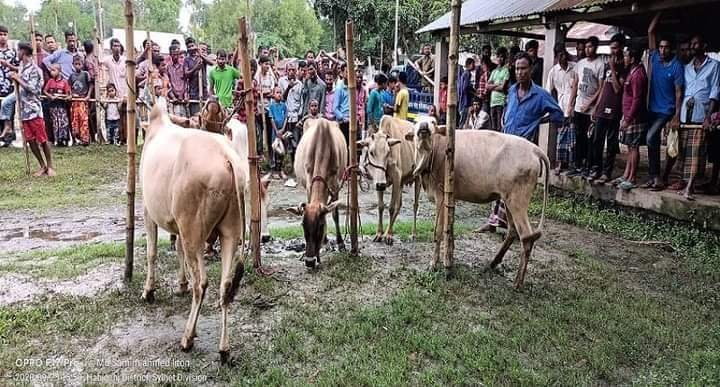 শায়েস্তাগঞ্জে গরুসহ চোর আটক শায়েস্তাগঞ্জে গরুসহ চোর আটক