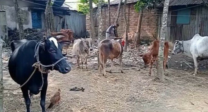 মাধবপুরে চোরাই গরুসহ একজন আটক মাধবপুরে চোরাই গরুসহ একজন আটক