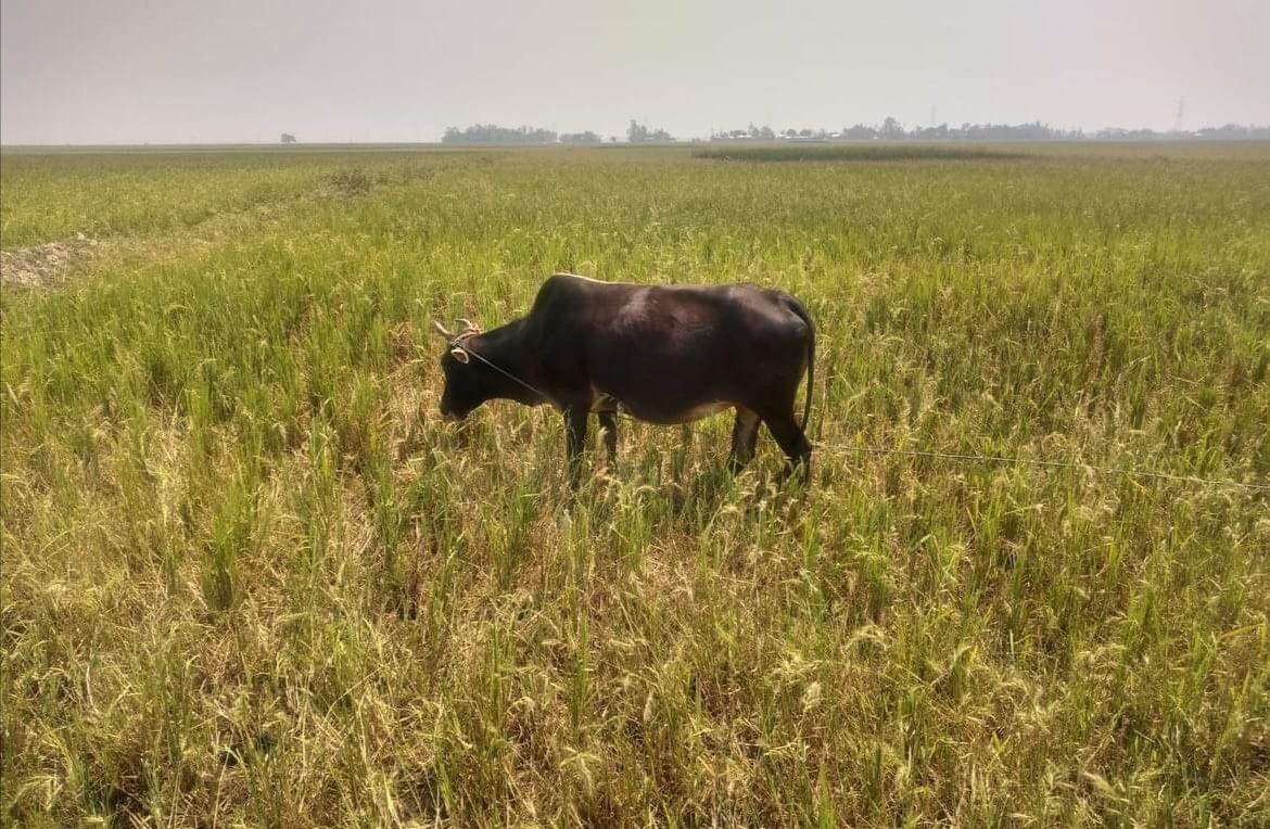 বানিয়াচংয়ে পরাগায়ন সমস্যা ও লেদা পোকায় বোরো ধানের সর্বনাশ বানিয়াচংয়ে পরাগায়ন সমস্যা ও লেদা পোকায় বোরো ধানের সর্বনাশ