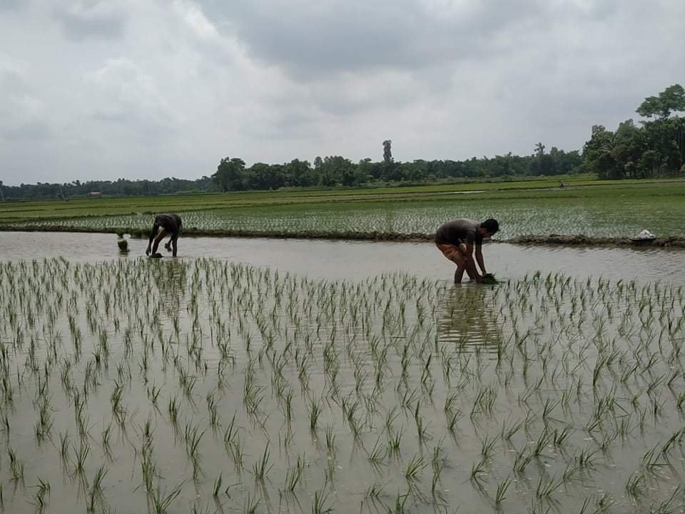 হবিগঞ্জে আমন ধান রোপণের ধুম