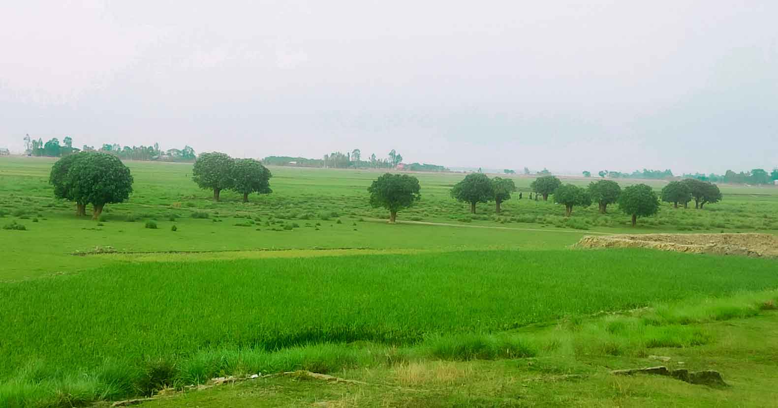 স্থানটির নাম বাগারিয়া স্থানটির নাম বাগারিয়া