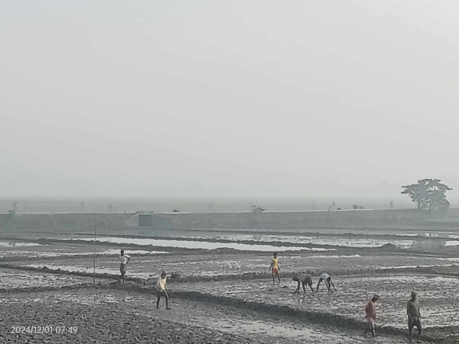 আজমিরীগঞ্জে বীজতলা তৈরিতে কৃষকের মহোৎসব