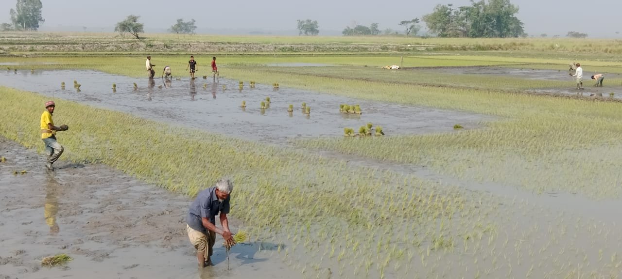 শায়েস্তাগঞ্জে শীত উপেক্ষা করে চলছে বোরো ধানের আবাদ শায়েস্তাগঞ্জে শীত উপেক্ষা করে চলছে বোরো ধানের আবাদ