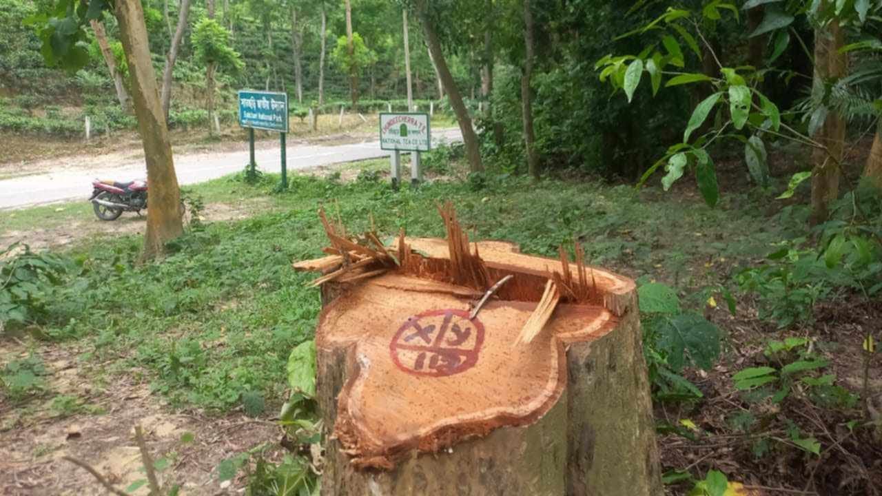 চুনারুঘাটের সাতছড়ি বন থেকে মূল্যবান সেগুন গাছ চুরি চুনারুঘাটের সাতছড়ি বন থেকে মূল্যবান সেগুন গাছ চুরি