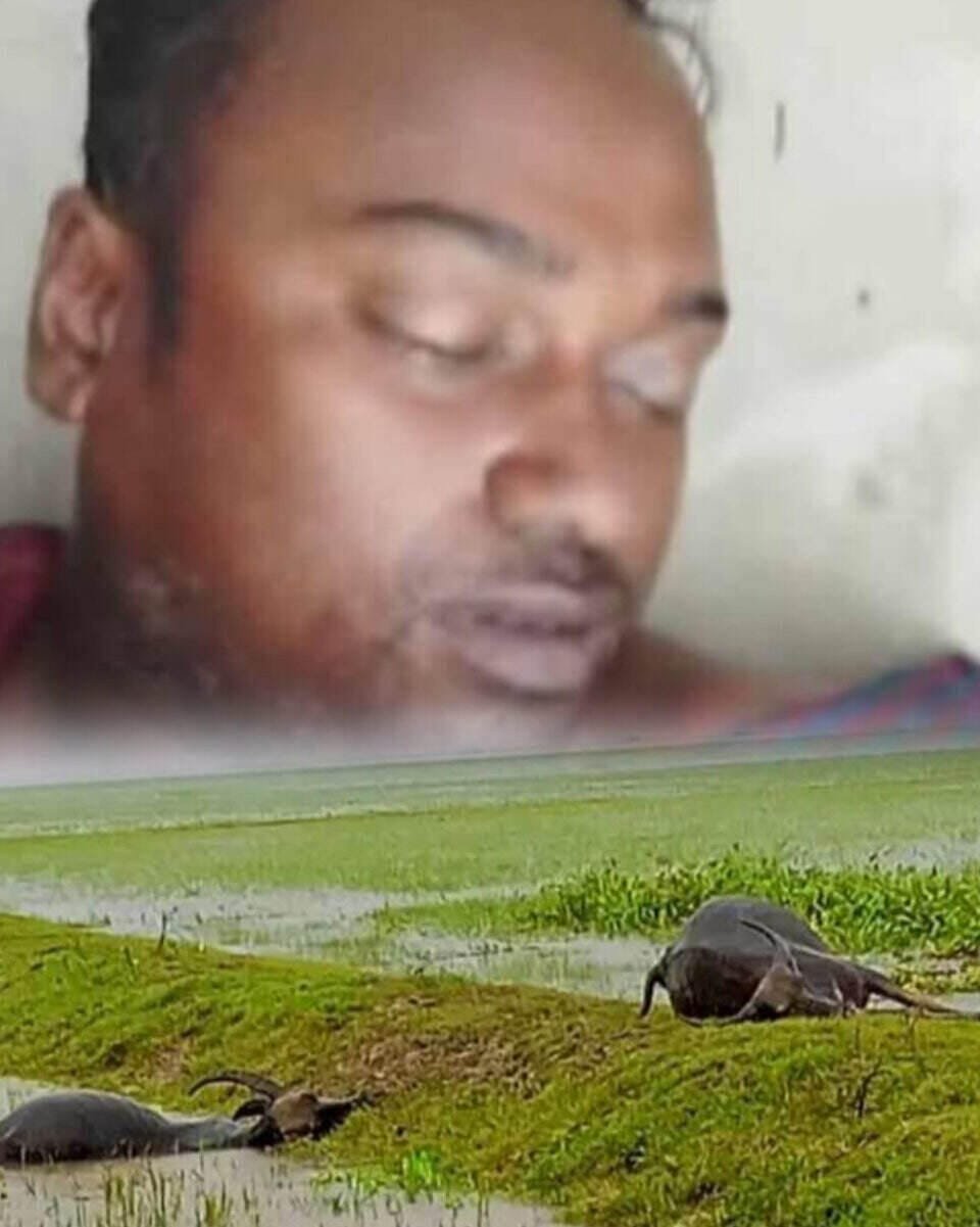 আজমিরীগঞ্জে বজ্রপাতে এক কৃষক ও ২ মহিষের মৃত্যু আজমিরীগঞ্জে বজ্রপাতে এক কৃষক ও ২ মহিষের মৃত্যু