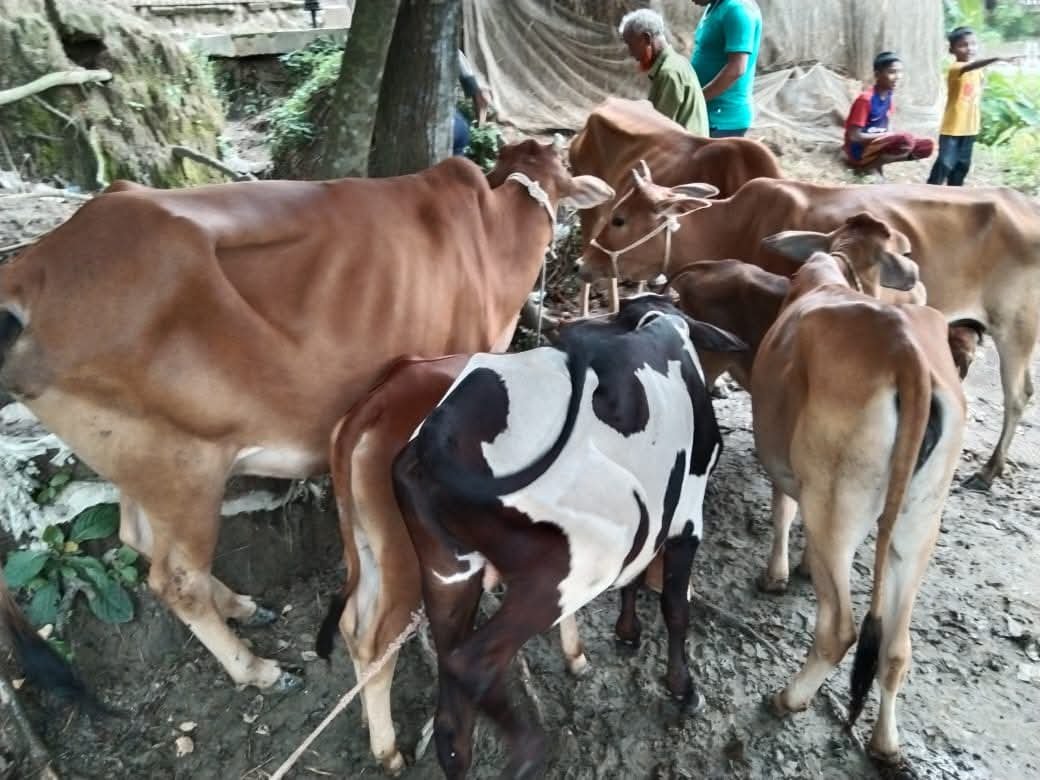 লাখাইয়ে চুরি যাওয়া ৭টি গরু উদ্ধার করেছে পুলিশ লাখাইয়ে চুরি যাওয়া ৭টি গরু উদ্ধার করেছে পুলিশ