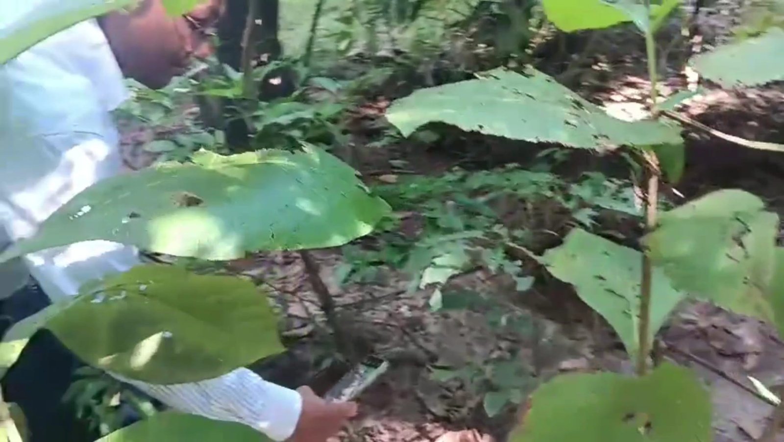 সাতছড়িতে কোটি টাকার সেগুন গাছ পাচারের আলামত পেলেন হবিগঞ্জের জেলা প্রশাসক! সাতছড়িতে কোটি টাকার সেগুন গাছ পাচারের আলামত পেলেন হবিগঞ্জের জেলা প্রশাসক!
