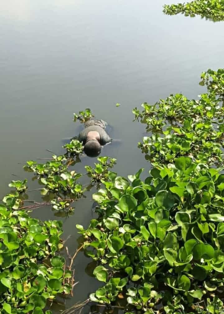 বানিয়াচংয়ে মাদ্রাসা ছাত্র নিখোঁজের ১ দিন পর হাওর থেকে মরদেহ উদ্ধার বানিয়াচংয়ে মাদ্রাসা ছাত্র নিখোঁজের ১ দিন পর হাওর থেকে মরদেহ উদ্ধার