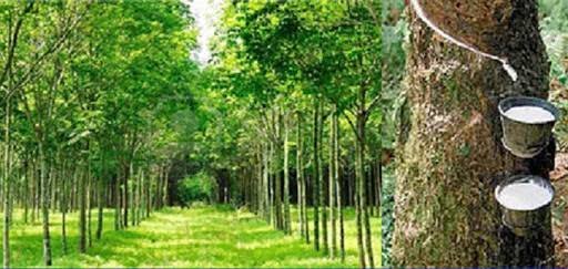 শাহজীবাজার ও রূপাইছড়া রাবার বাগান ধ্বংসের মুখে: চাঁদাবাজ–গাছকাটা–দরপতনে ভূমিদস্যুদের দৌরাত্ম্য শাহজীবাজার ও রূপাইছড়া রাবার বাগান ধ্বংসের মুখে: চাঁদাবাজ–গাছকাটা–দরপতনে ভূমিদস্যুদের দৌরাত্ম্য