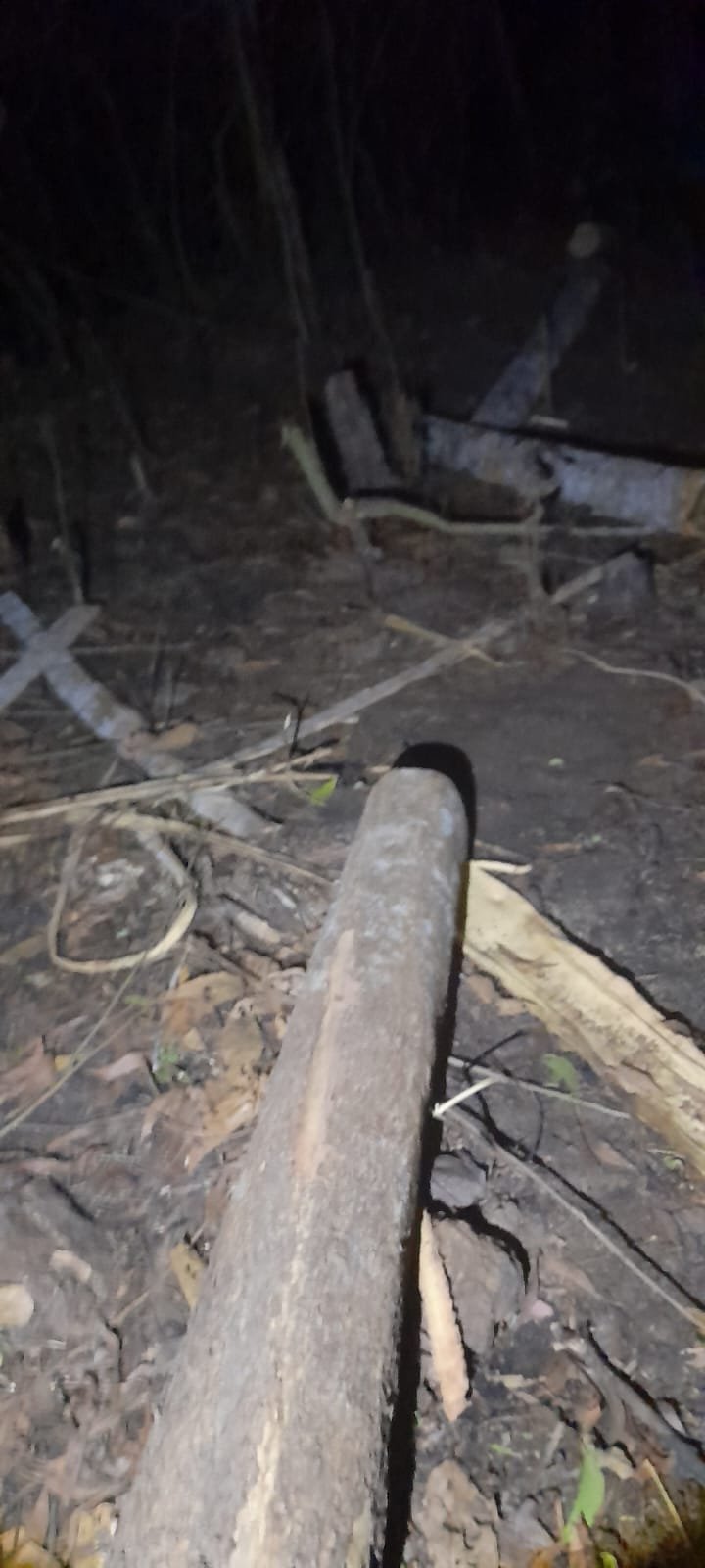 কালেঙ্গায় বন বিভাগের সঙ্গে গাছ চোরদের গোলাগুলি, আটক ১ IMG 20260327 WA0006