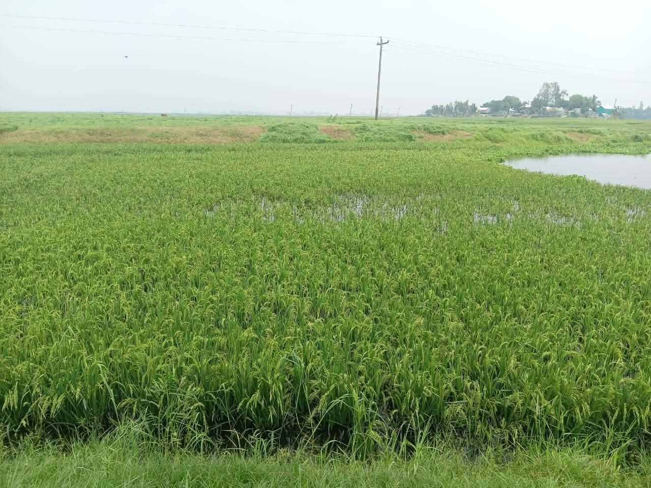 লাখাইয়ে পানি বাড়ছে, তলিয়ে যাচ্ছে বোরো জমি — হতাশায় কৃষকরা লাখাইয়ে পানি বাড়ছে, তলিয়ে যাচ্ছে বোরো জমি — হতাশায় কৃষকরা