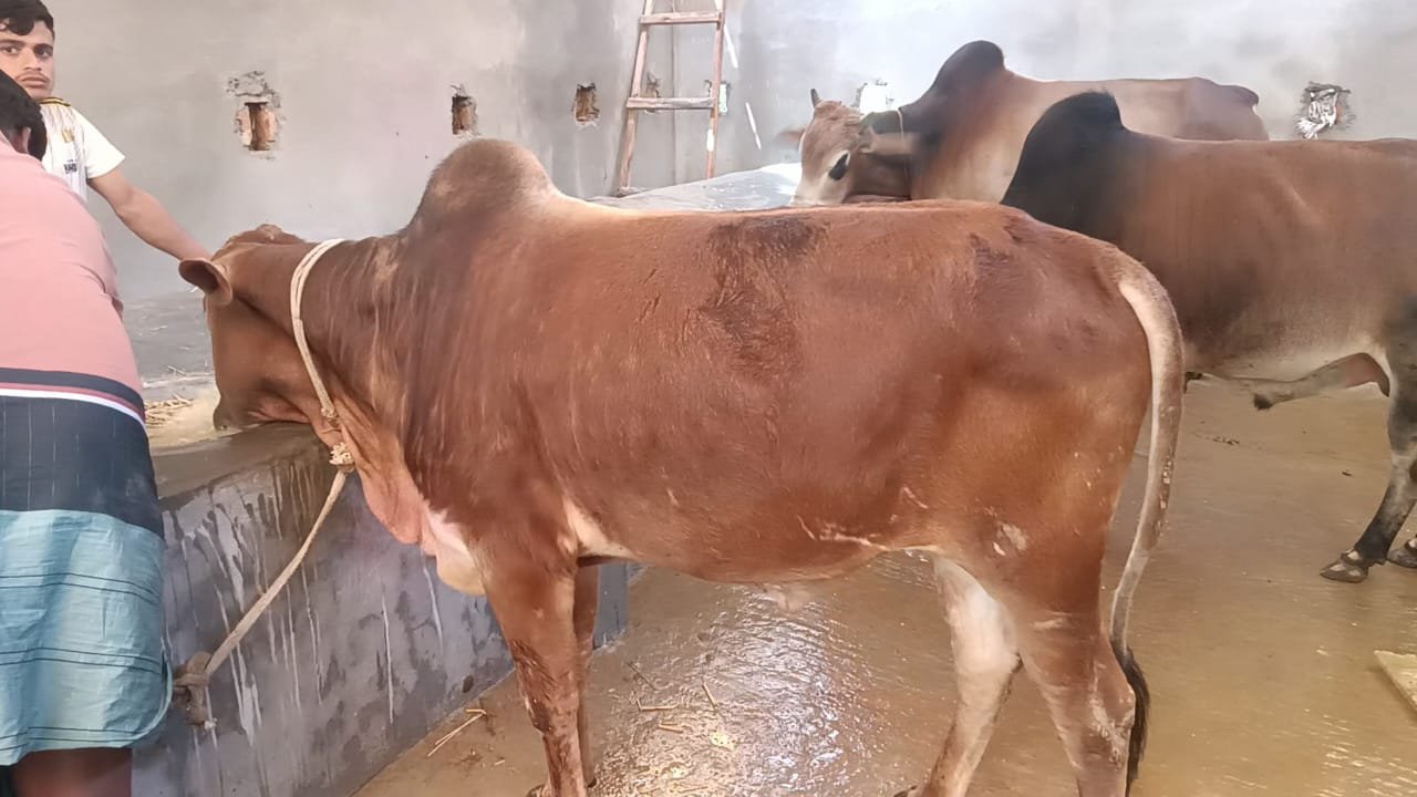ঈদুল আজহা সামনে রেখে নবীগঞ্জে ব্যস্ত খামারিরা, অবৈধ পশু প্রবেশে উদ্বেগ ঈদুল আজহা সামনে রেখে নবীগঞ্জে ব্যস্ত খামারিরা, অবৈধ পশু প্রবেশে উদ্বেগ