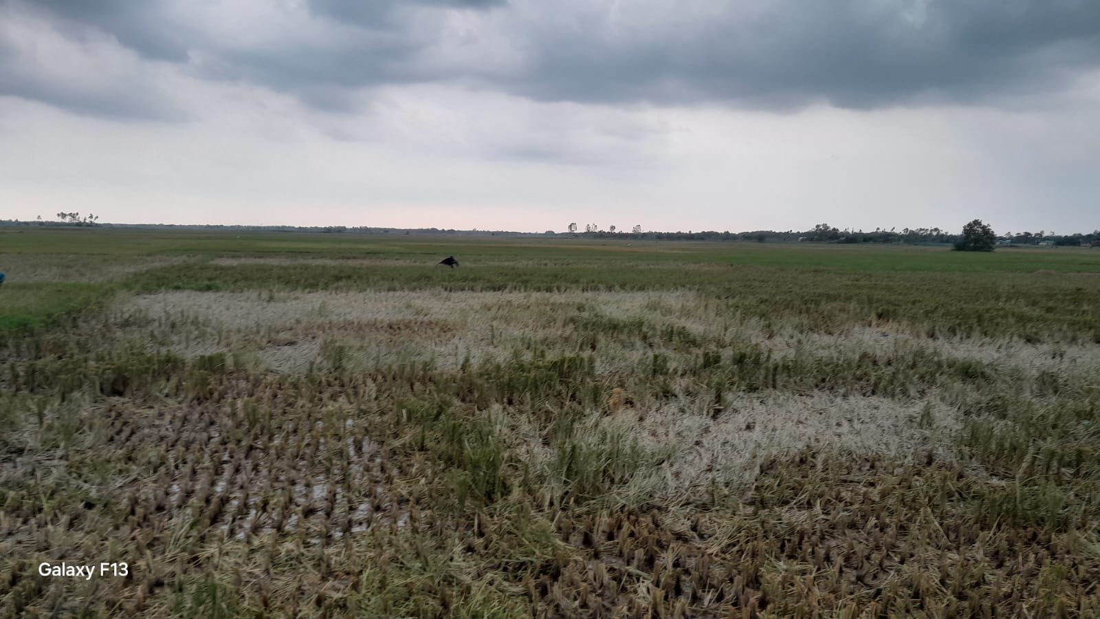 দীর্ঘদিনেও দখলমুক্ত হয়নি মাধবপুরের কাটিংগা বিল, সংকটে পরিবেশ ও মৎস্যসম্পদ দীর্ঘদিনেও দখলমুক্ত হয়নি মাধবপুরের কাটিংগা বিল, সংকটে পরিবেশ ও মৎস্যসম্পদ