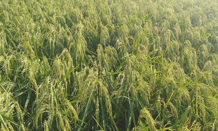 শায়েস্তাগঞ্জে রোপা আমনের বাম্পার ফলনের আশা, আবাদ হয়েছে ৩ হাজার ৯০ হেক্টর জমিতে